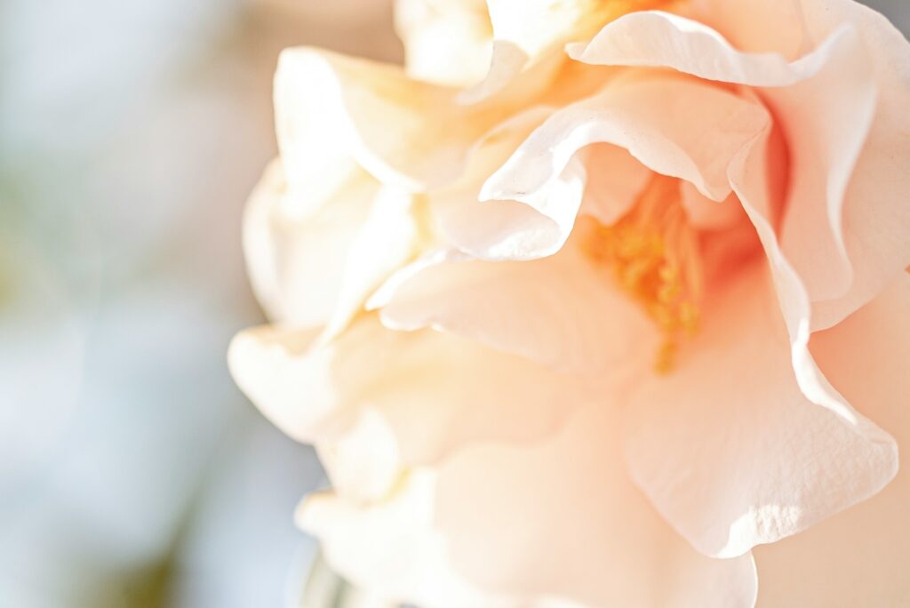 Zarte Blume als Symbol für Feinfühligkeit und Herzensblick in der Psychotherapie und Traumatherapie der Praxis Nienna von Heilpraktikerin für Psychotherapie Martina Herrmann